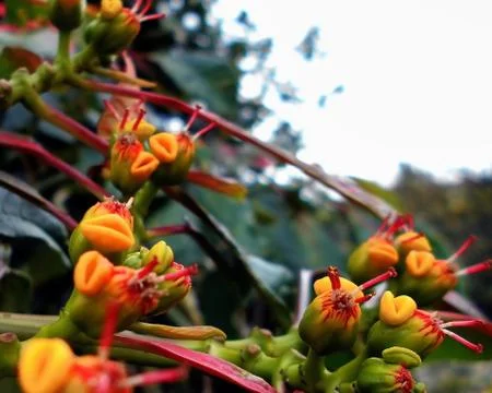 Compilation of flowers macro 46 Stock Photos