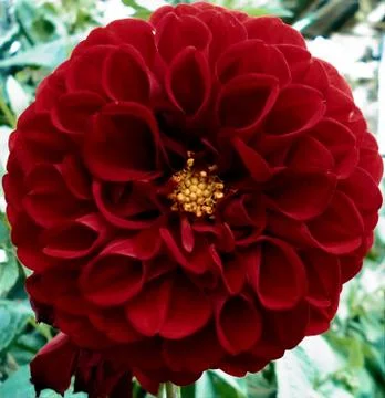 Compilation of flowers macro 47 스톡 사진