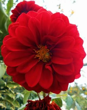 Compilation of flowers macro 48 Stock Photos