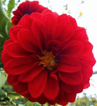 Compilation of flowers macro 49 Stock Photos