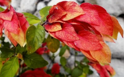 Compilation of flowers macro 5 Foto stock