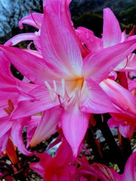 Compilation of flowers macro 50 Stock Photos