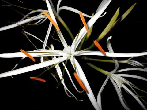 Compilation of flowers macro 51 Stock Photos