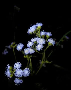 Compilation of flowers macro 52 Stock Photos