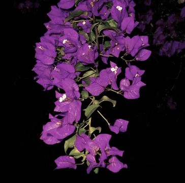 Compilation of flowers macro 53 Stock Photos