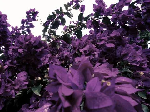 Compilation of flowers macro 54 Stock Photos