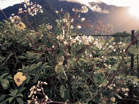 Compilation of flowers macro 56 Stock Photos