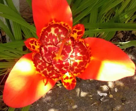 Compilation of flowers macro 57 Stock Photos