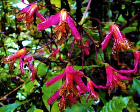 Compilation of flowers macro 58 Foto stock