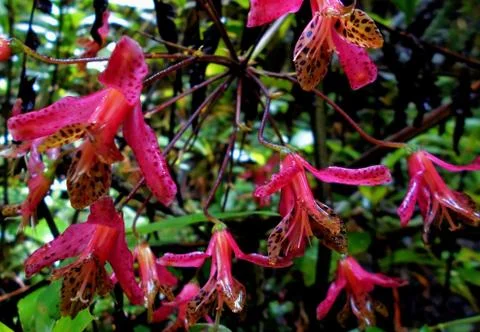 Compilation of flowers macro 59 Stock Photos