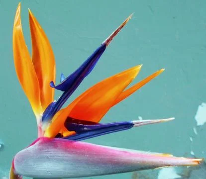 Compilation of flowers macro 6 Stock Photos