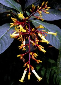 Compilation of flowers macro 60 스톡 사진