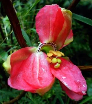 Compilation of flowers macro 61 Stock Photos