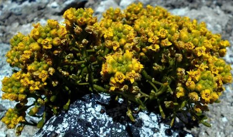 Compilation of flowers macro 62 Foto stock