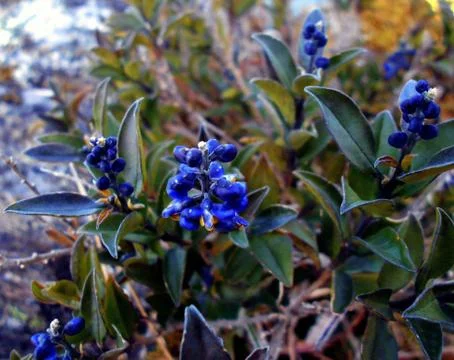 Compilation of flowers macro 63 Stock Photos