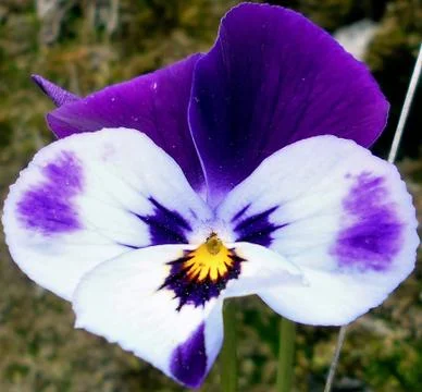 Compilation of flowers macro 64 Stock Photos