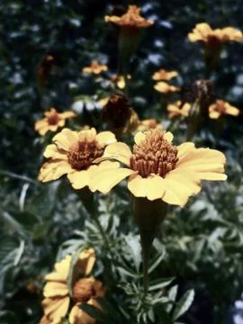 Compilation of flowers macro 65 Stock Photos