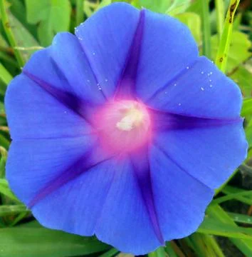 Compilation of flowers macro 7 Stock Photos