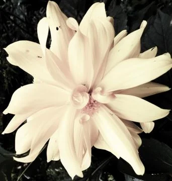 Compilation of flowers macro 8 Foto stock