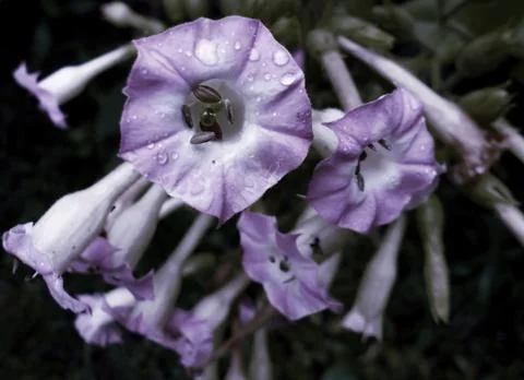 Compilation of flowers macro 9 Foto stock