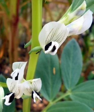 Compilation of flowers macro Stock Photos