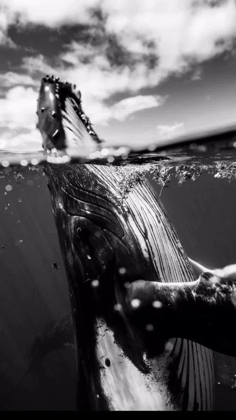 Compilation of humpback whales in the ocean Stock Footage 319991121