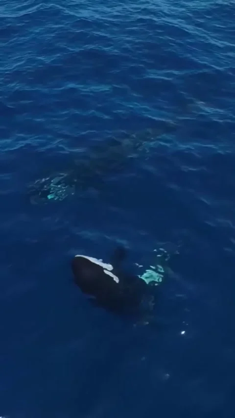 Compilation of large mammals jumping in the ocean Vídeo Stock 330402331