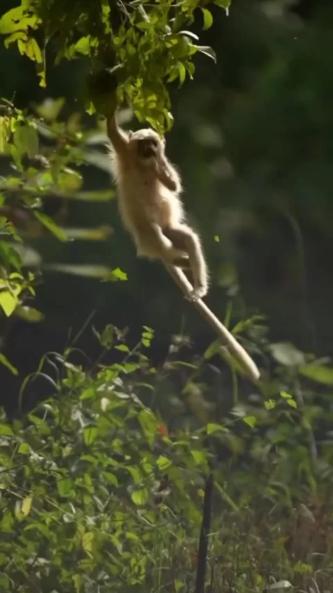 Compilation of monkey activities in the forest Stock Footage 321289513