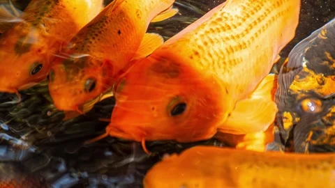 Compilation of orange koi fish photographs in a garden pond. Stock Footage 342760608