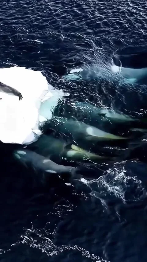 Compilation of orca whale activities in the ocean Stock Footage 318505453