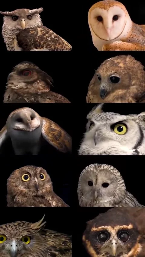 Compilation of owl species in the wild 库存影片 330402426