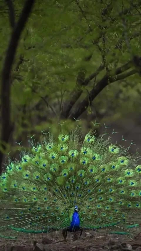 Compilation of peacocks in the wild Stock Footage 319384228