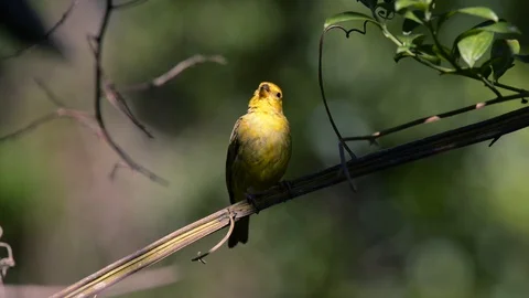 Compilation of several birds of the Atlantic Forest biome Stock Footage 104520976