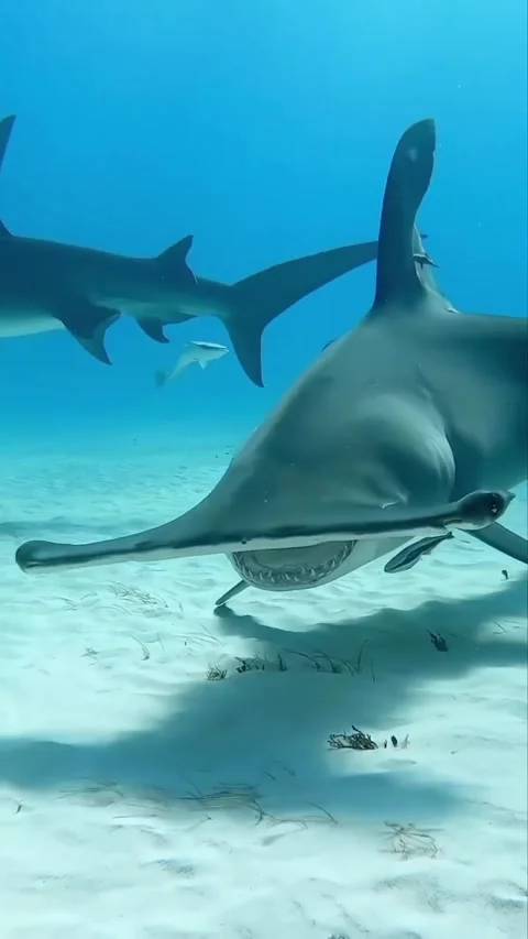 Compilation of shark species in the ocean Stock Footage 318864319