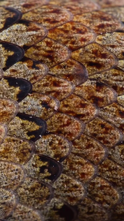 Compilation of snake scales in the wild Stock Footage 326571730