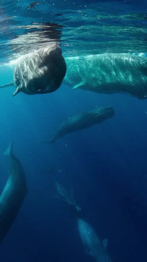 Compilation of sperm whales in the ocean Stock Footage 319991105