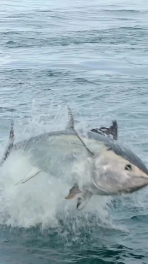Compilation of tuna attacks in the ocean Stock Footage 321511090