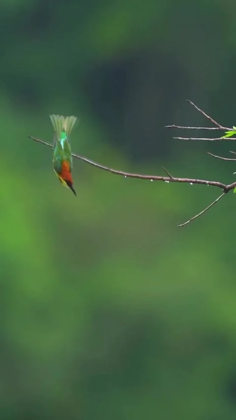 Compilation of wild animals in the forest Video stock 321292515