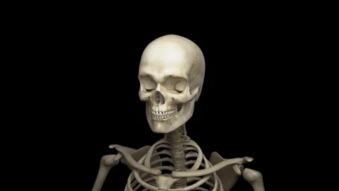 Complete close-up view of the Skeletal System 스톡 동영상 70552238
