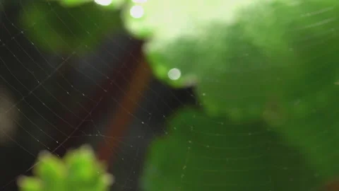 A complete cobweb swaying in the wind 스톡 동영상 145325922