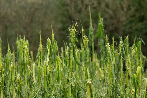 The complete destruction of cornfields hail damaged corn steams and field -.. Stock Photos