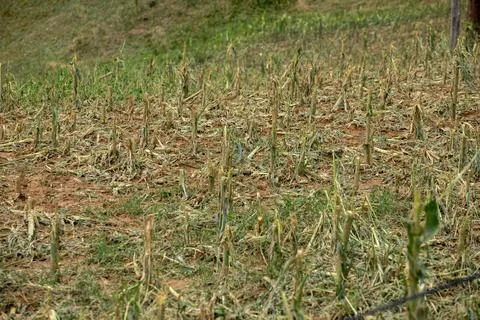 The complete destruction of cornfields hail damaged corn steams and field -.. Stock Photos