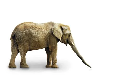 Complete elephant on white Stock Photos