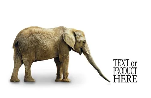Complete elephant on white Stock Photos