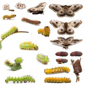Complete evolution of Giant Peacock Moth, Saturnia pyri, against white backgroun Stock Photos