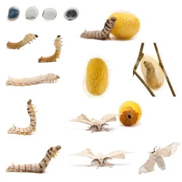 Complete evolution of silkworm, Bombyx mori, against white background Stock Photos