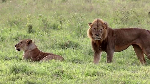 A Complete Mating Sequence Between Wild Lions in Lake Nakuru, Kenya, Africa. Stock Footage 11322697