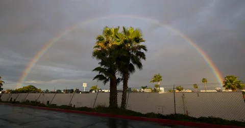 Complete Rainbow with a Palmtree Video stock 45158159