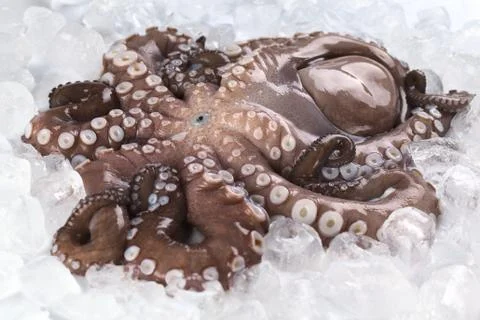 Complete raw octopus on ice Stock Photos
