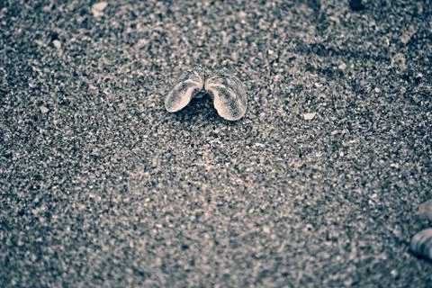 Complete seashell on the sand Stock Photos